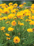 Coreopsis Grandiflora Seeds