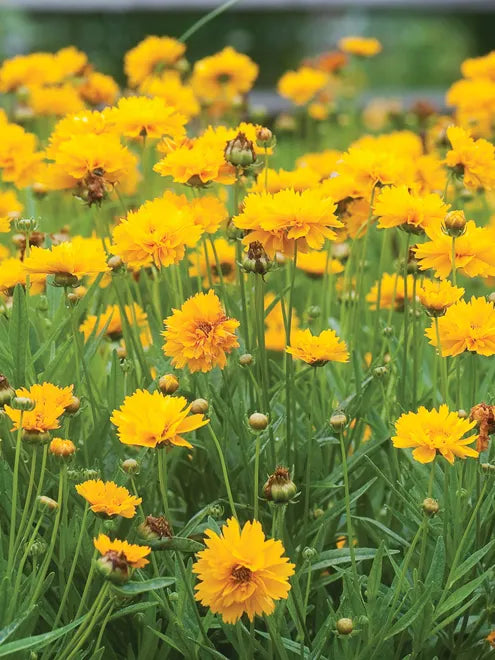 Coreopsis Grandiflora Seeds