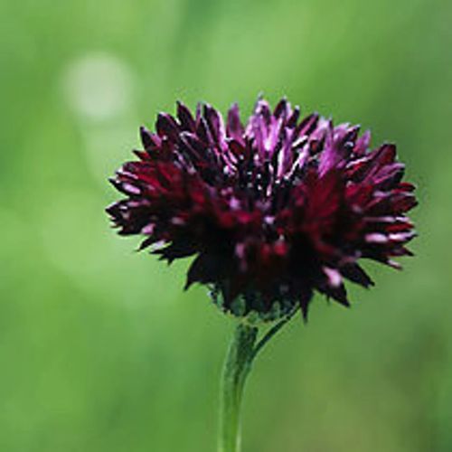 Cornflower Blackball Seeds — Centaurea cyanus