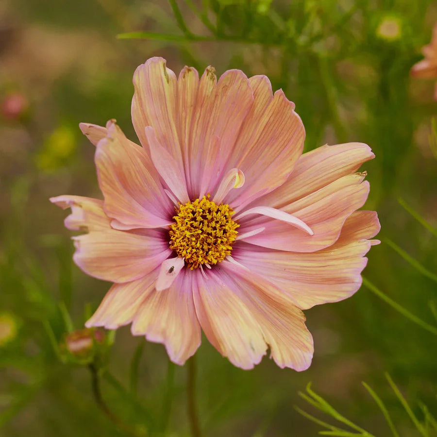 Cosmos Bundle