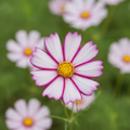 Cosmos Picotee close-up