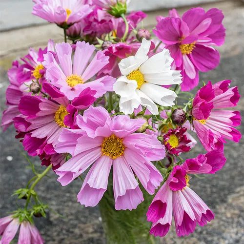All Pinks Bundle