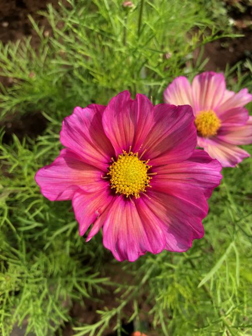 Cosmos bipinnatus 'Xsenia' Seeds