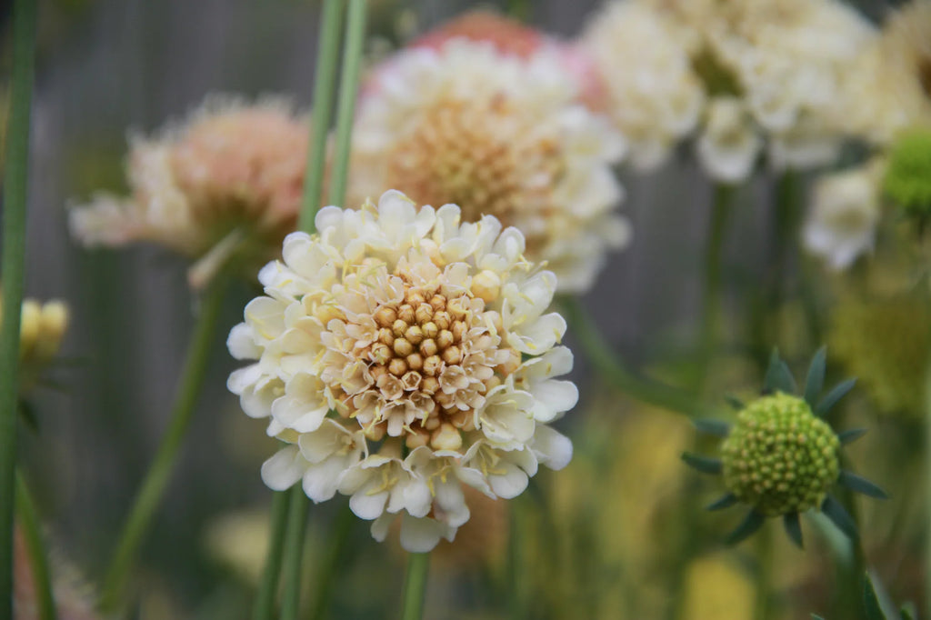 The Scabiosa Bundle