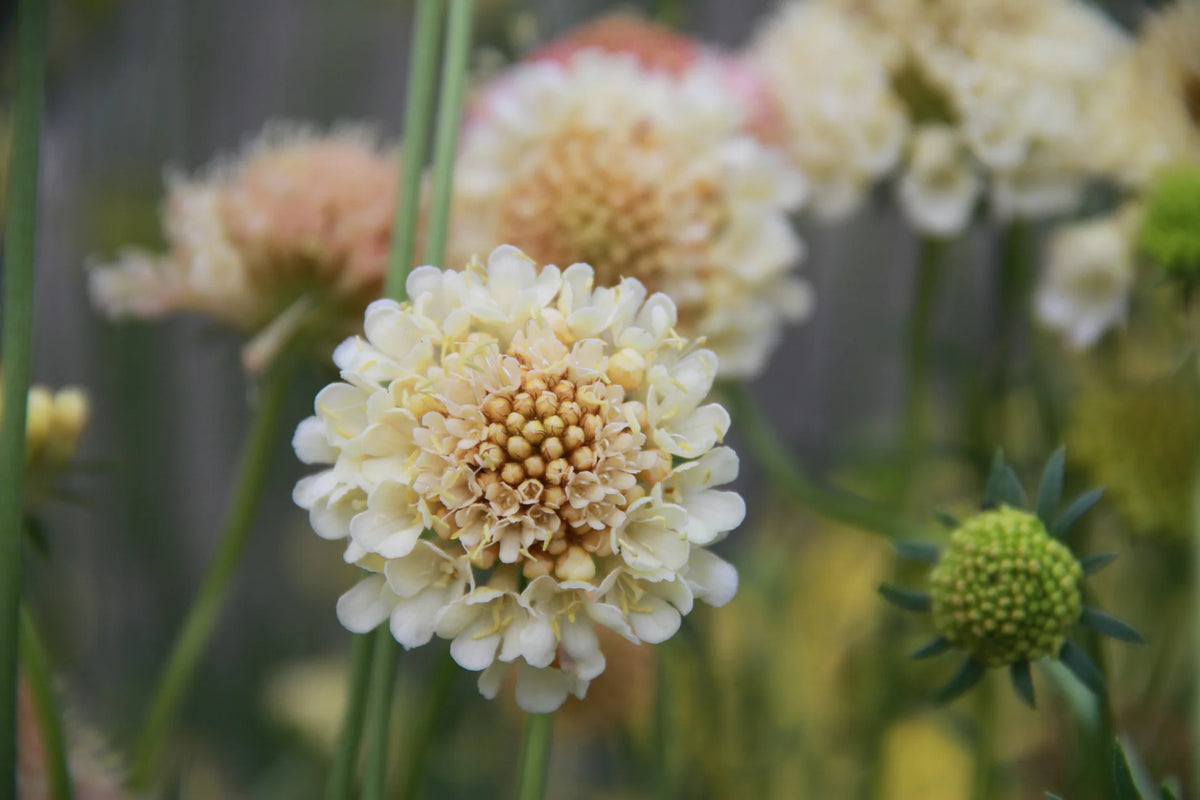 The Scabiosa Bundle