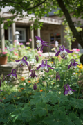 Earlybird Purple & White Columbine