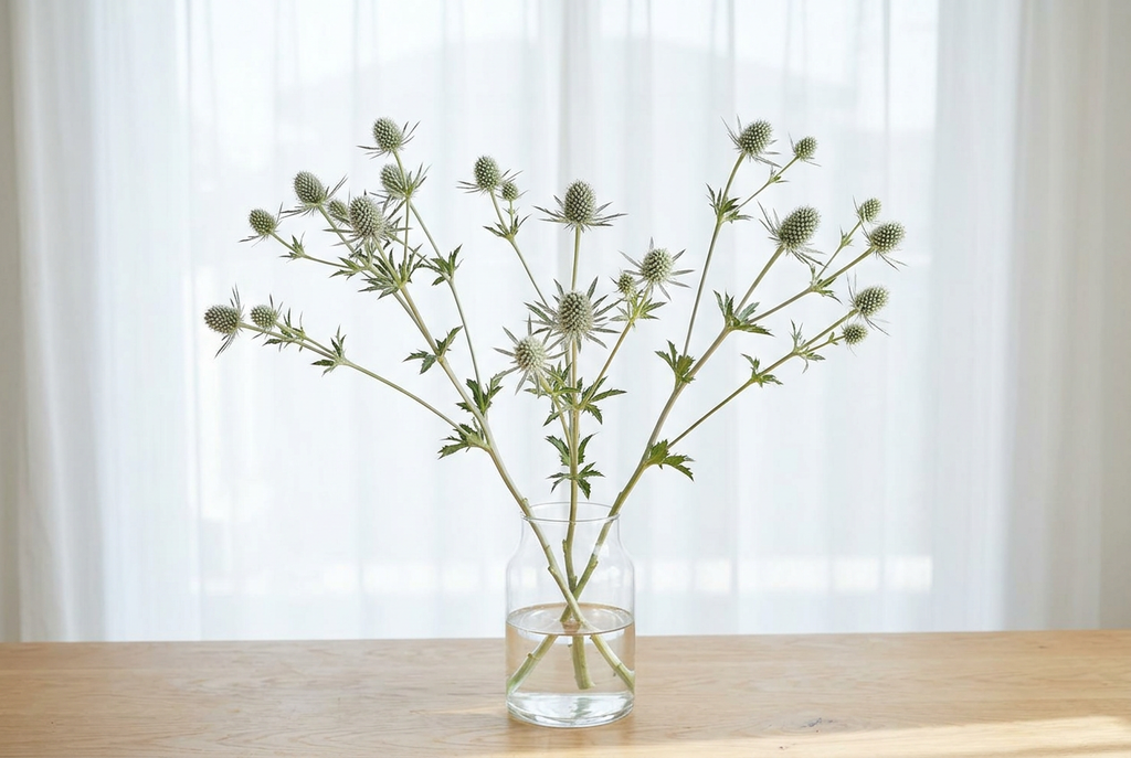 Five stems of Silver Salentino sea holly in a clear vase before a bright window with closed white sheers