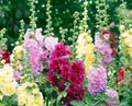 Double Mix Hollyhock Seeds — Alcea rosea
