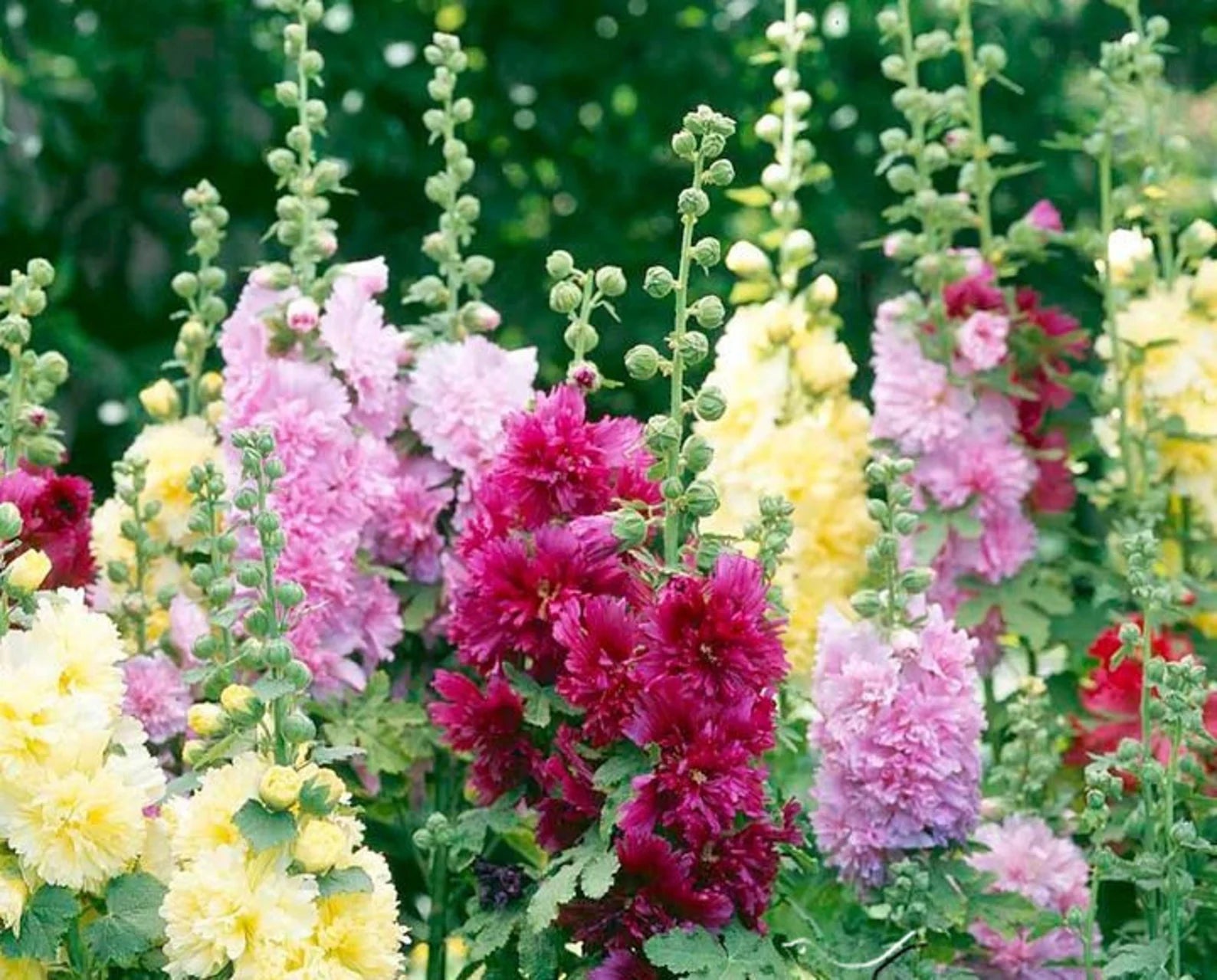 Double Mix Hollyhock Seeds — Alcea rosea