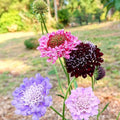 Pincushion Flower Seeds — Scabiosa atropurpurea Mix