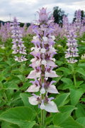 Salvia sclarea Clary Sage — single flower spike showing whorled lilac-blue flowers with curling lips and large flat pink-lilac bracts in a garden border