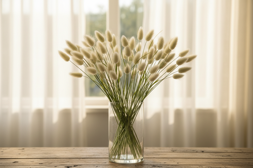 Lagurus ovatus Bunny Tails — soft fluffy creamy oval seed heads on slender stems in a clear glass vase in front of a bright window with white sheers closed