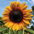 Helianthus annuum Russian Giants — enormous golden-orange sunflower bloom with deep dark brown-black centre against a bright blue sky