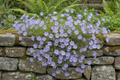 Swan River Daisy cascading over a stone wall in full bloom