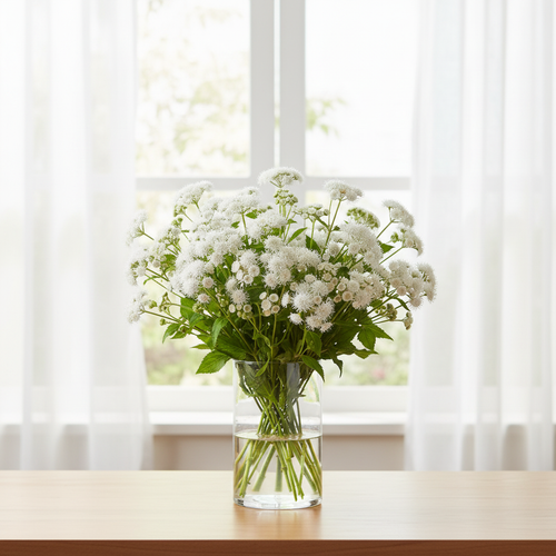 Ageratum houstonianum White Bouquet flowers in a glass vase by a bright window with white sheer curtains