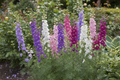 Larkspur Summer Sun Double Mix — Consolida ajacis in lilac, dark purple, light pink, dark pink and white