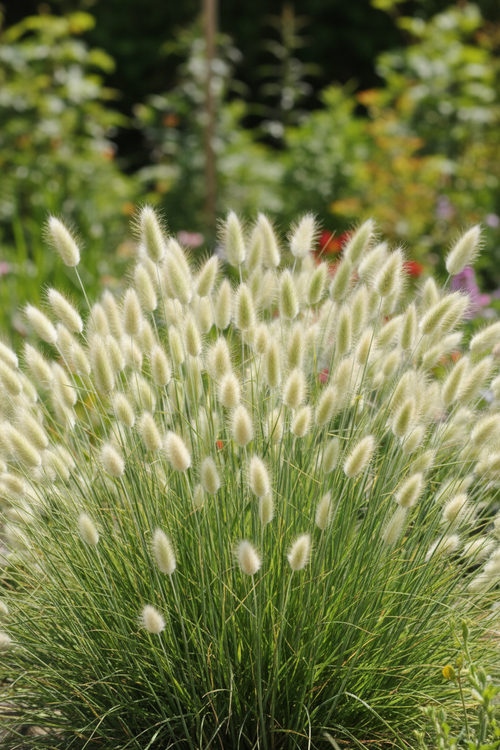 Bunny Tails Grass — Lagurus ovatus, soft fluffy oval seed heads on slender stems, pale green fading to creamy white