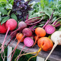 Freshly picked rainbow beetroot mix with burgundy, golden, orange and candy-striped varieties on a rustic potting shed table