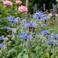 Blue Borage Borago officinalis with vivid true-blue star-shaped flowers and bees in a cottage garden