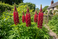 Lupinus polyphyllus The Pages lupins growing in a sunny cottage garden border with rich raspberry-crimson flower spires