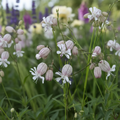 Silene vulgaris Blushing Lanterns inflated bladder calyces with white petals on branching stems in a cottage garden