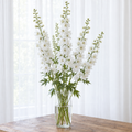 White Galahad delphinium flower spikes arranged in a clear glass vase beside a bright window