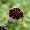 Scabiosa atropurpurea Black Knight — deep velvety burgundy-black domed pincushion flower with tiny white stamens on a slender green stem