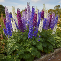 Delphinium cultorum Pacific Giants with tall majestic spires densely packed with blue, purple, lavender and white florets with contrasting central bee, in a cottage garden border