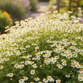 Close-up of Matricaria Feverfew single flowered with masses of small white daisy flowers with bright yellow button centres and bright green ferny foliage growing in a cottage garden