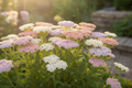 Close-up of Achillea millefolium pastels mix with flat-topped flower clusters in blush, cream, lilac, peach and pale yellow in a sunny garden