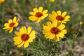 Greenthread Thelesperma filifolium wildflowers with bright yellow single blooms and fine thread-like foliage