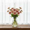 20 stems of Zinnia Candy Cane with bold red and white striped blooms loosely arranged in a large mason jar on a wooden table in front of bright white sheer curtains