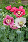 Mixed ornamental poppies — cerise, lilac and white blooms with dark centres and decorative seed pods growing in a cottage garden border