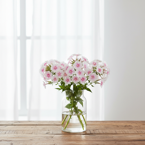 Phlox Blushing Bride soft pink and white blooms in a glass vase on a table in front of sheer curtained window