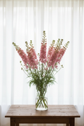 Consolida ajacis Larkspur Pink Queen with 12 stems of soft warm pink spurred florets on slender spires and feathery foliage in a clear glass vase, softly backlit through long white sheer curtains