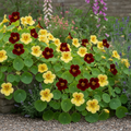 Nasturtium Day and Night deep mahogany and creamy ivory blooms trailing naturally in a cottage garden