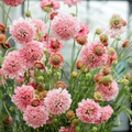 Scabiosa atropurpurea Salmon Queen — abundant soft pink pincushion flowers with warm golden-green centres on slender wiry stems