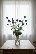 Echinops ritro Globe Thistle with striking steel-blue spherical flower heads on tall stems with spiny lobed foliage in a clear glass vase, softly backlit through long white sheer curtains