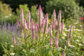 Celosia spicata Flamingo Feather — soft pink-mauve spiky plumes fading to creamy white tips growing in a cottage garden border