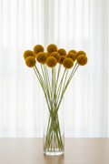 An abundant bunch of Craspedia globosa Billy Buttons with golden-yellow spherical pompom heads on long slender stems in a clear glass vase, backlit by soft light through closed white sheer curtains