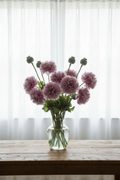 Ornamental double peony-form lilac-mauve blooms with nodding buds and tall glaucous seed pods in a clear glass vase with soft backlit white sheers