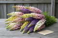 Lupinus polyphyllus Russell Mix lupin stems in mixed cottage garden colours