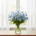 Ageratum houstonianum Blue Bouquet flowers in a glass vase by a bright window with white sheer curtains