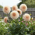 Dahlia Café au Lait growing in a garden with creamy blush blooms