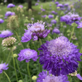 Scabiosa atropurpurea Oxford Blue — rich blue-violet pincushion flowers with pale white stamens, multiple blooms in a lush garden setting