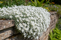 Cerastium tomentosum Snow in Summer cascading over a stone wall in full bloom