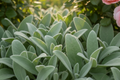 Close-up of Lamb's Ear Stachys byzantina woolly sage green leaves with a hint of pink rose