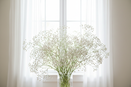 Gypsophila paniculata Baby's Breath — abundant cloud-like bunch of tiny delicate white flowers on fine branching stems in a clear glass vase in front of bright white sheer curtains