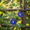Blue Butterfly Pea flowers (Clitoria ternatea) — vivid deep blue blooms with white and yellow centres on a climbing vine, soft natural light
