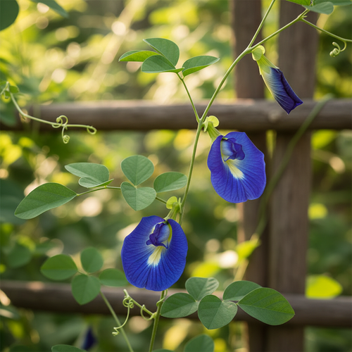 Blue Butterfly Pea flowers (Clitoria ternatea) — vivid deep blue blooms with white and yellow centres on a climbing vine, soft natural light